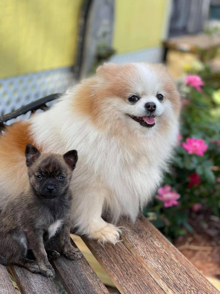 Harley Quinn Peacock, a Pomchi (12.0% unresolved) tested with EmbarkVet.com