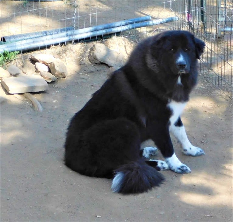 Otto, an Anatolian Shepherd Dog and Great Pyrenees mix tested with EmbarkVet.com