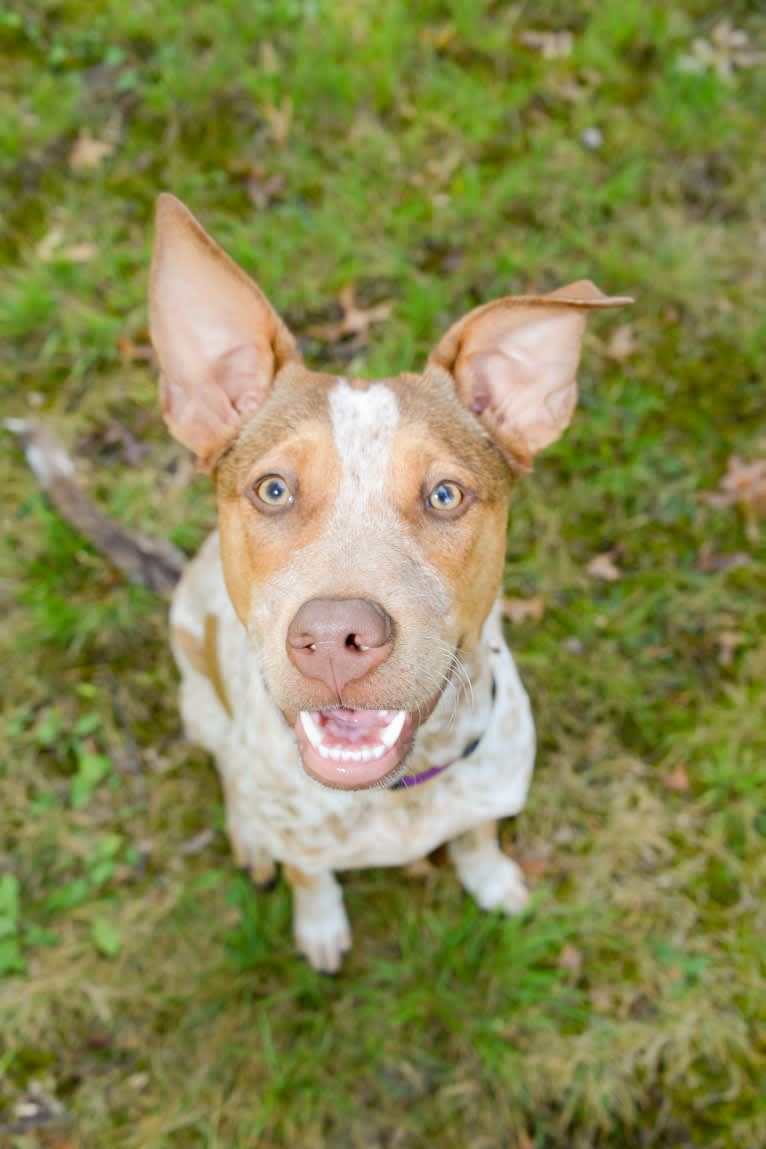 Stella, an Australian Cattle Dog and American Pit Bull Terrier mix tested with EmbarkVet.com