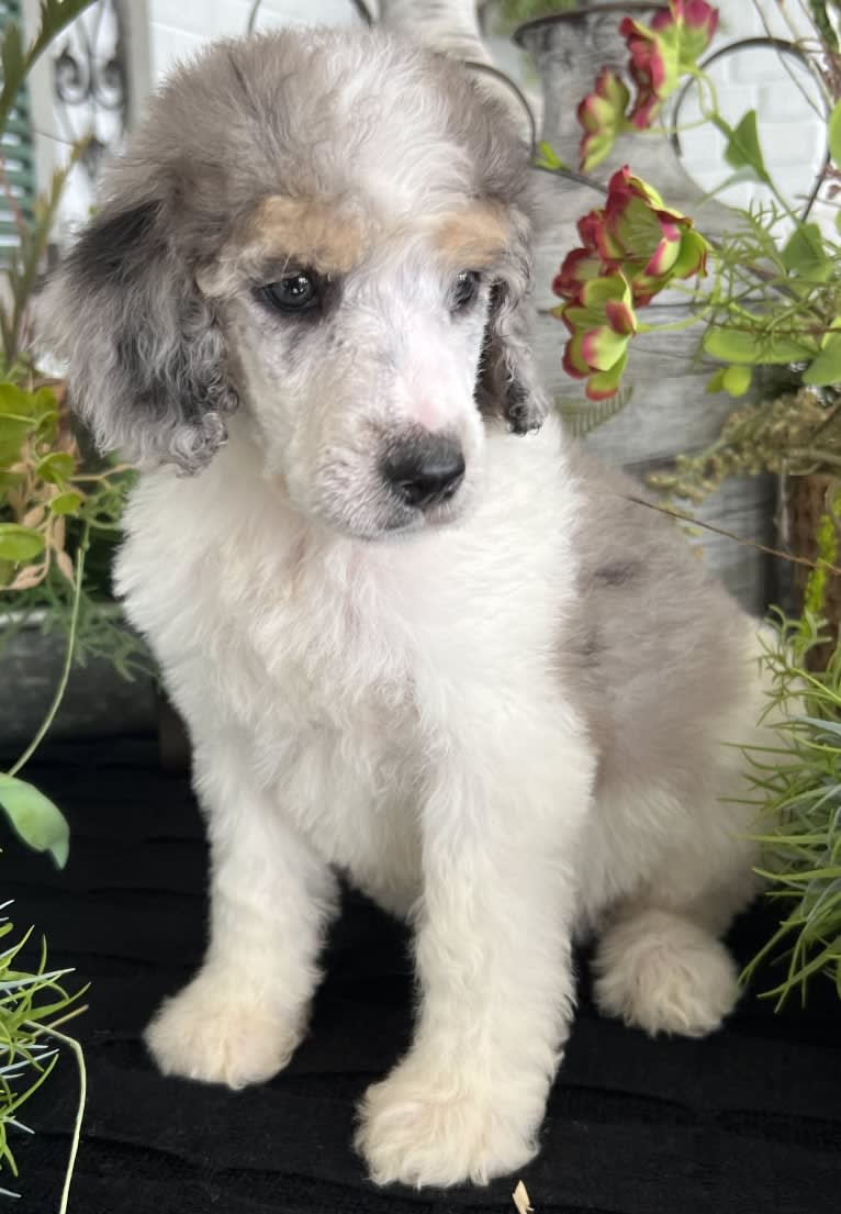 Lexie, a Poodle (Standard) tested with EmbarkVet.com