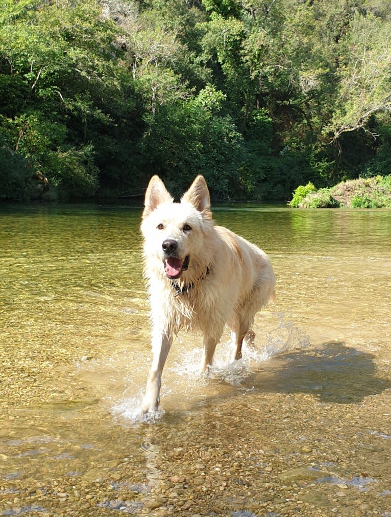 Raphaël, a German Shepherd Dog tested with EmbarkVet.com