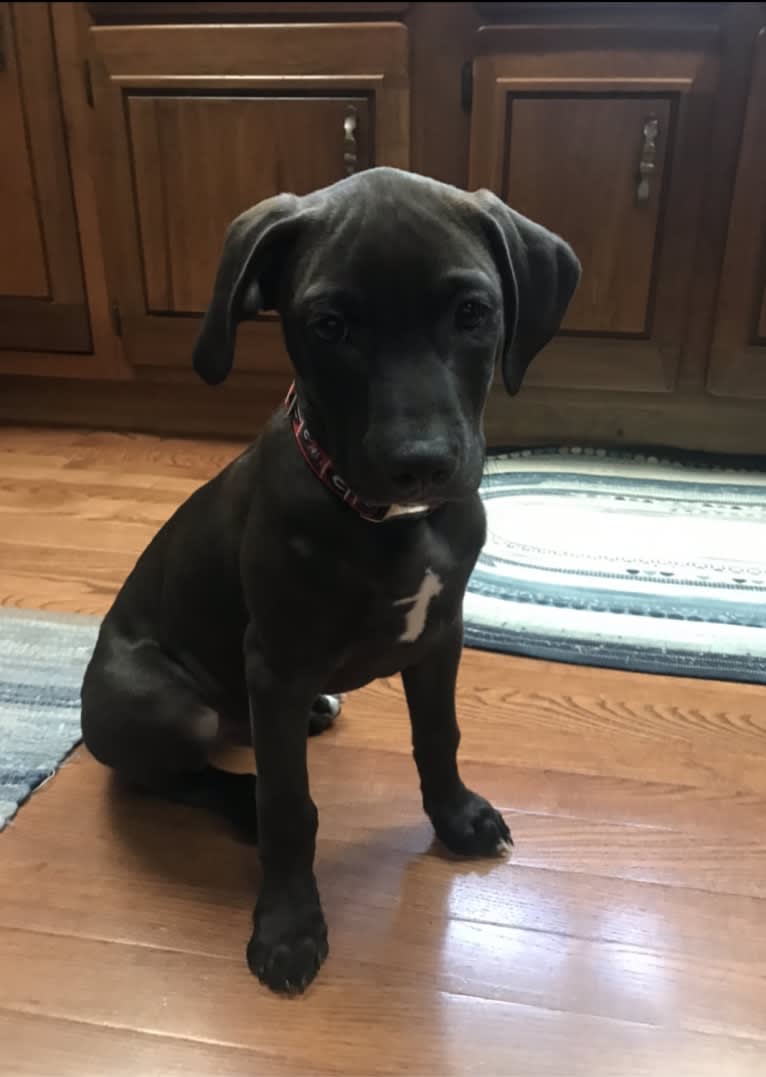 Kevlar, a Catahoula Leopard Dog and Mountain Cur mix tested with EmbarkVet.com