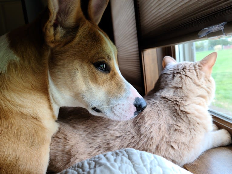 Cid, a Boxer and Australian Cattle Dog mix tested with EmbarkVet.com