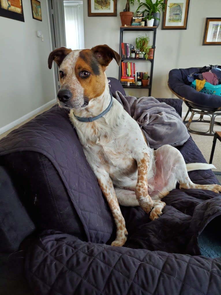 Tchoupitoulas (Chop), a Beagle and German Shepherd Dog mix tested with EmbarkVet.com