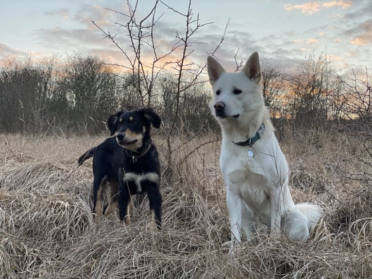 Calaf Storytelling, a Canaan Dog tested with EmbarkVet.com