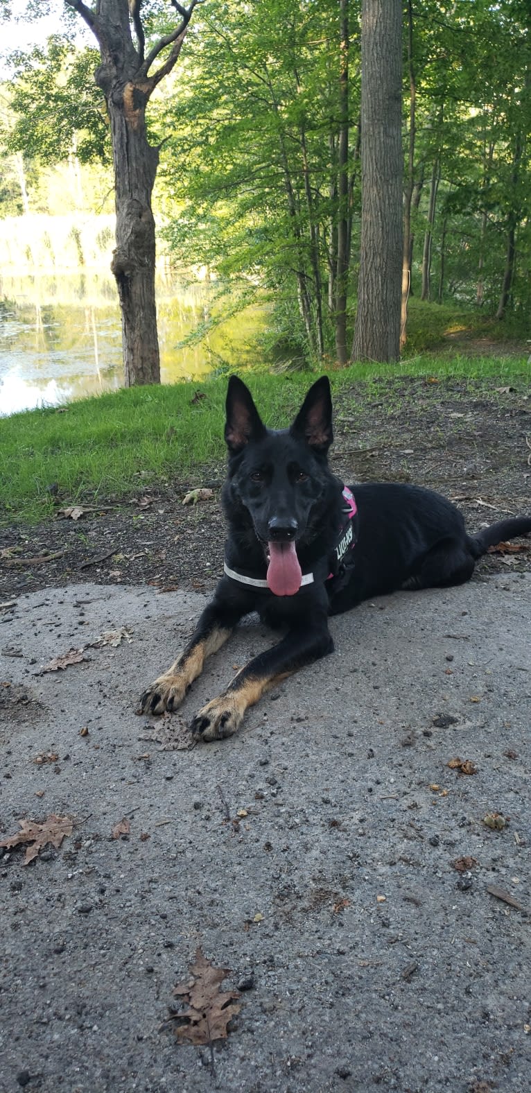 Carmen, a German Shepherd Dog tested with EmbarkVet.com