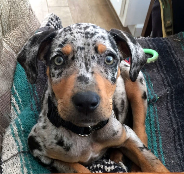 Roux, a Catahoula Leopard Dog tested with EmbarkVet.com