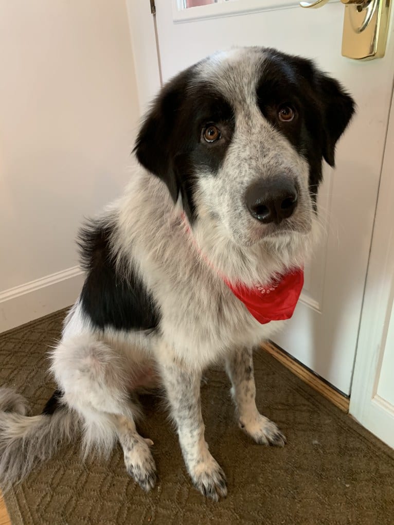 Frankie Ocean, a Great Pyrenees and Maremma Sheepdog mix tested with EmbarkVet.com