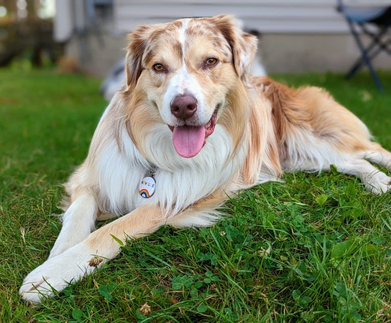 Neville, an Australian Shepherd tested with EmbarkVet.com