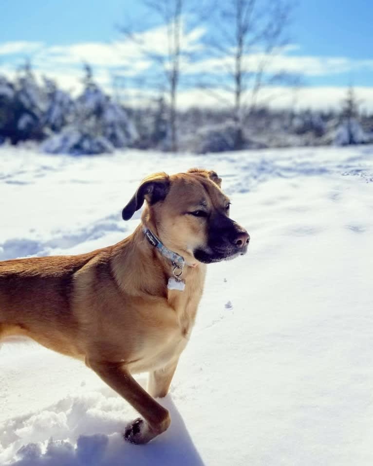 Maddie, an American Pit Bull Terrier and Boxer mix tested with EmbarkVet.com