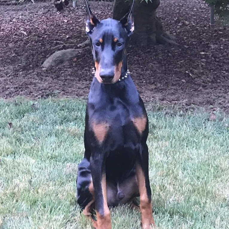 Jager, a Doberman Pinscher tested with EmbarkVet.com