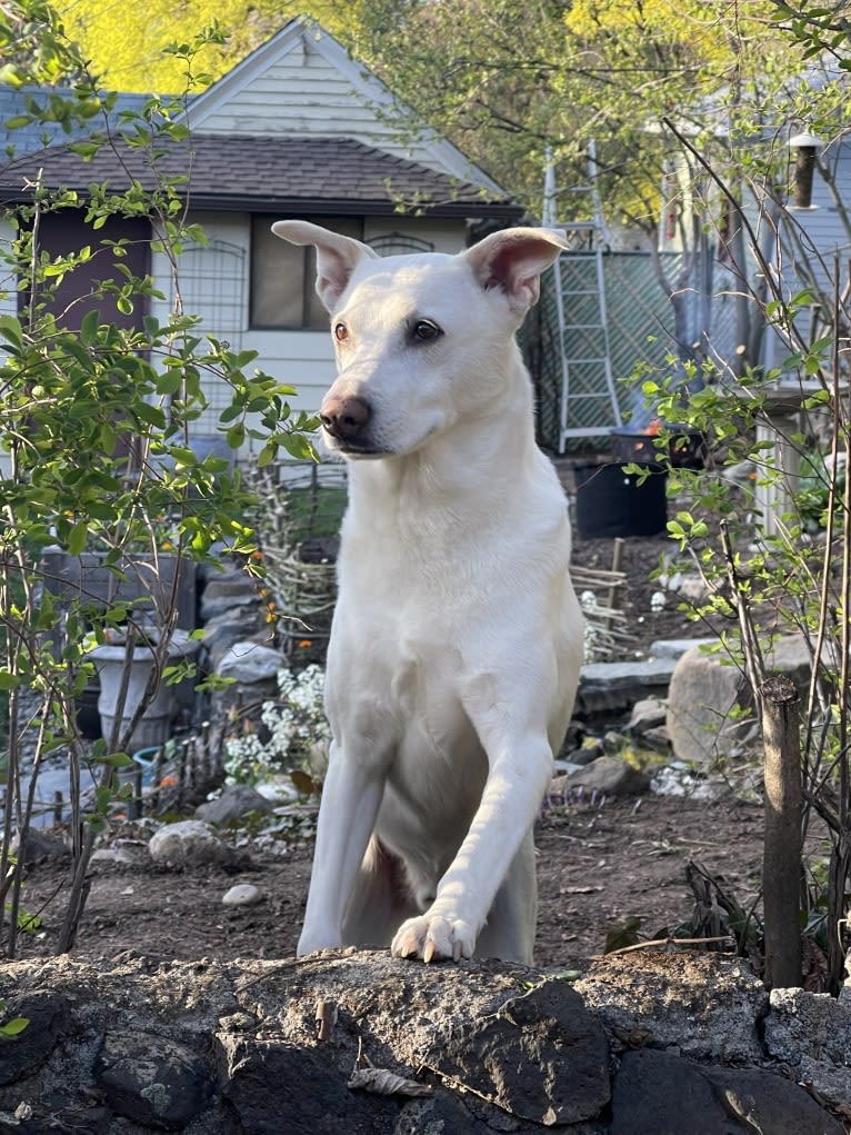 Darwin, a Chow Chow and Labrador Retriever mix tested with EmbarkVet.com