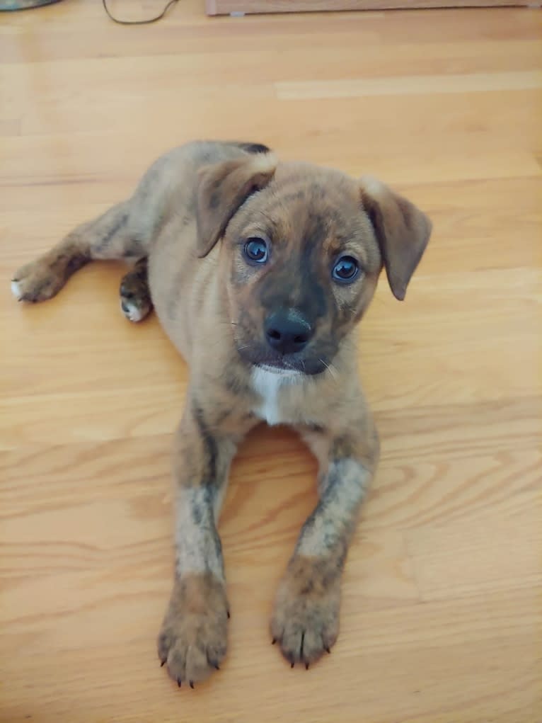 Bruno, an American Pit Bull Terrier and Golden Retriever mix tested with EmbarkVet.com