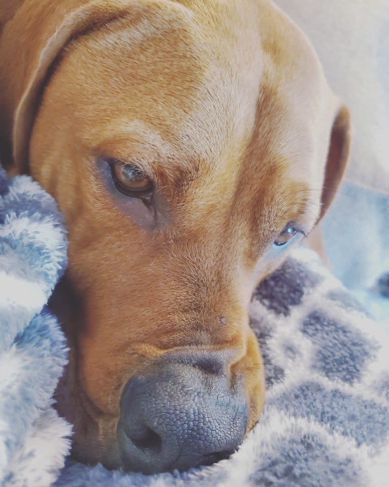 Gus, a Redbone Coonhound and American Pit Bull Terrier mix tested with EmbarkVet.com