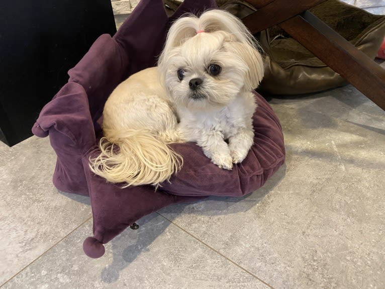 Aria, a Maltese and Pekingese mix tested with EmbarkVet.com