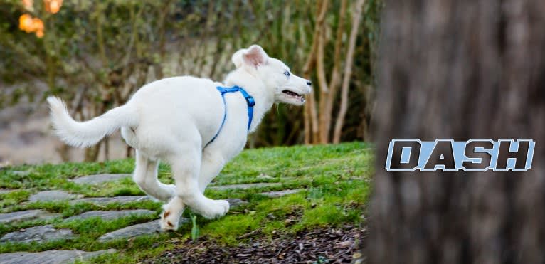 Dash, a Gerberian Shepsky (12.7% unresolved) tested with EmbarkVet.com