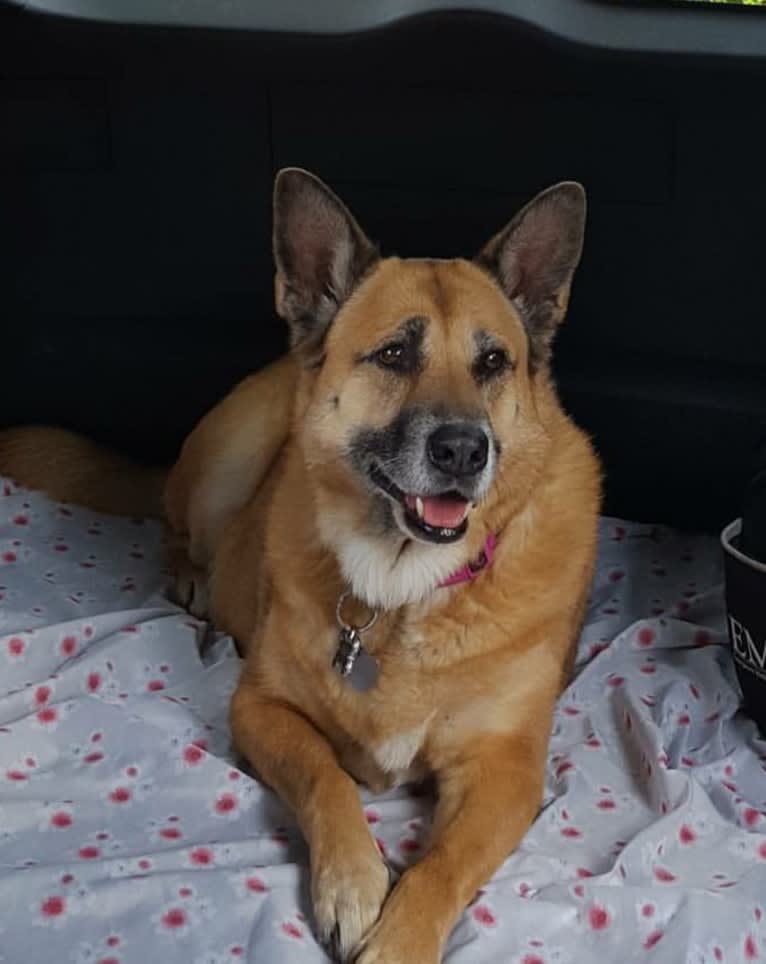 Bailey, an American Village Dog and Rottweiler mix tested with EmbarkVet.com