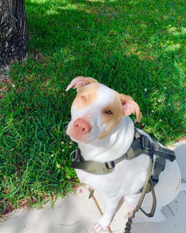 Casper, an American Pit Bull Terrier and Labrador Retriever mix tested with EmbarkVet.com