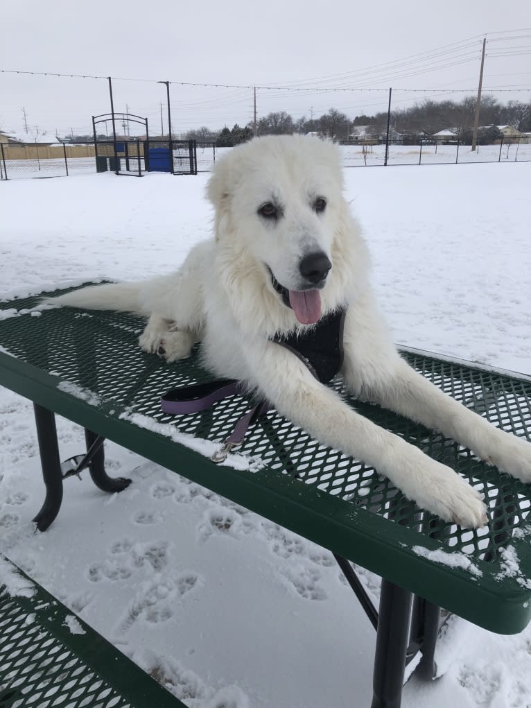 Looney “Chik’in Mini Bandit” Bear, a Great Pyrenees tested with EmbarkVet.com