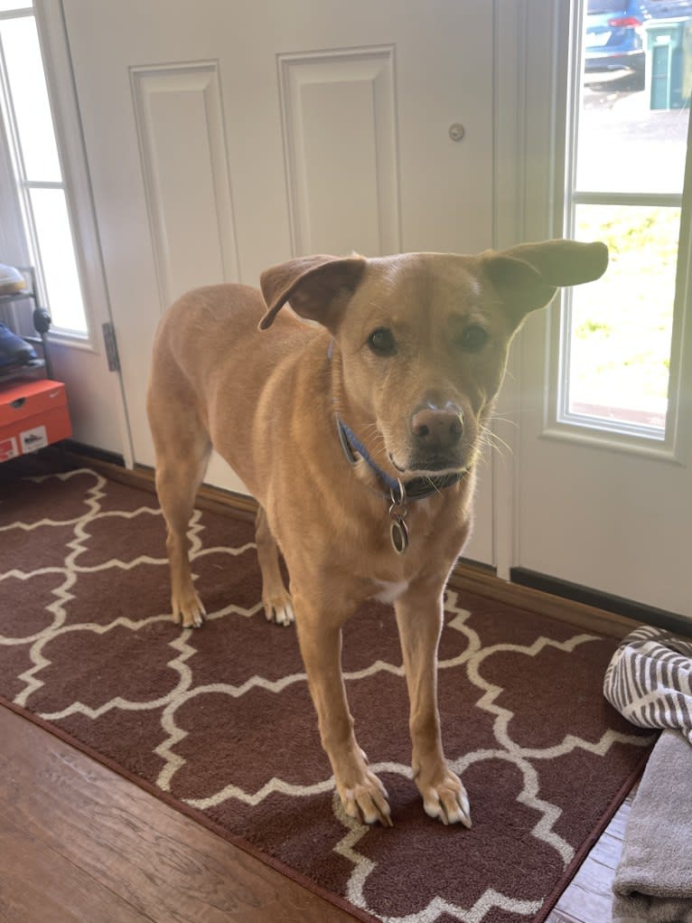 Jaxson, a Weimaraner and German Shepherd Dog mix tested with EmbarkVet.com