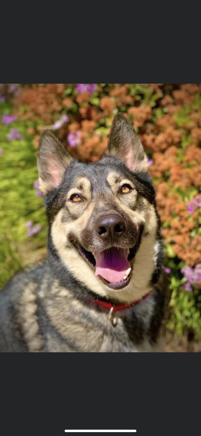 Gizmo, a Siberian Husky and German Shepherd Dog mix tested with EmbarkVet.com