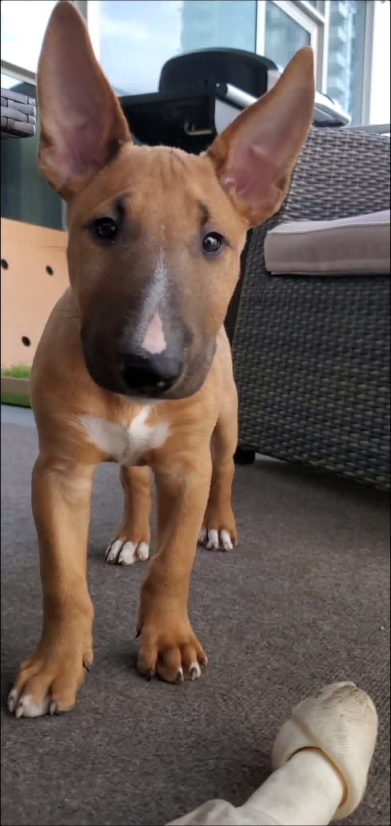 Chester, a Bull Terrier tested with EmbarkVet.com