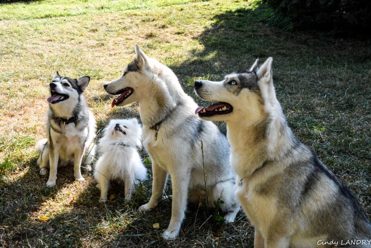 NOVA, a Siberian Husky tested with EmbarkVet.com