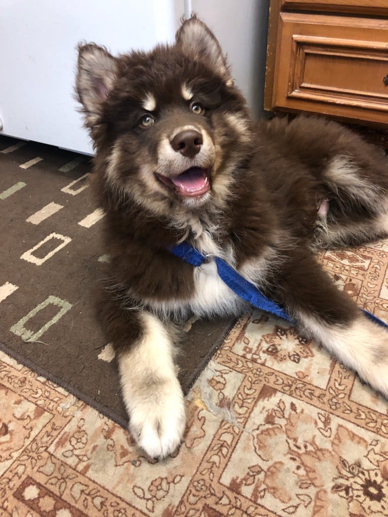 Khepri, a Siberian Husky tested with EmbarkVet.com