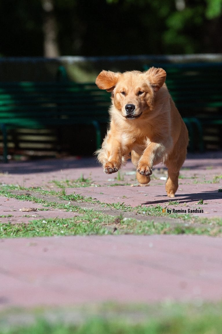 LIBERTY HENNA LISKA, a Golden Retriever tested with EmbarkVet.com