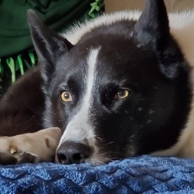 Dumaw Oakenshield, a Karelian Bear Dog tested with EmbarkVet.com