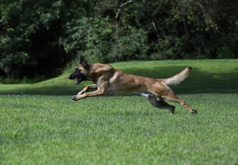 Jäger, a Belgian Malinois and German Shepherd Dog mix tested with EmbarkVet.com