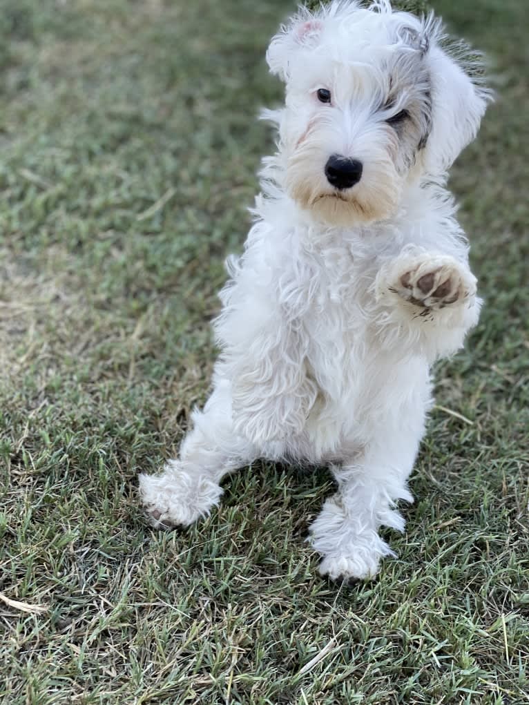 Marceline, a Sealyham Terrier tested with EmbarkVet.com