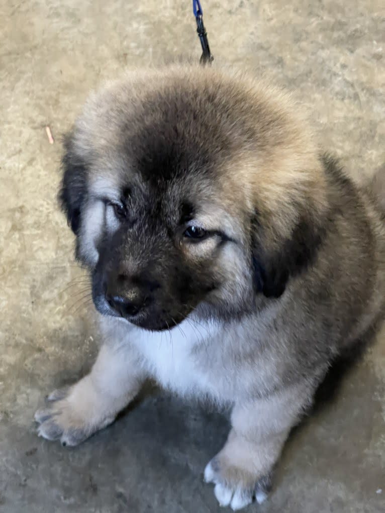 Chomo, a Tibetan Mastiff and American Pit Bull Terrier mix tested with EmbarkVet.com