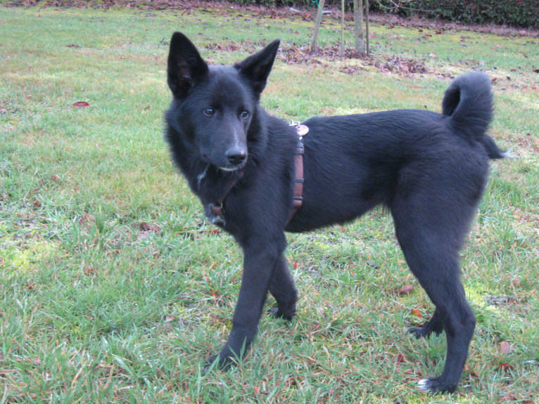 Strolch, a Canaan Dog tested with EmbarkVet.com