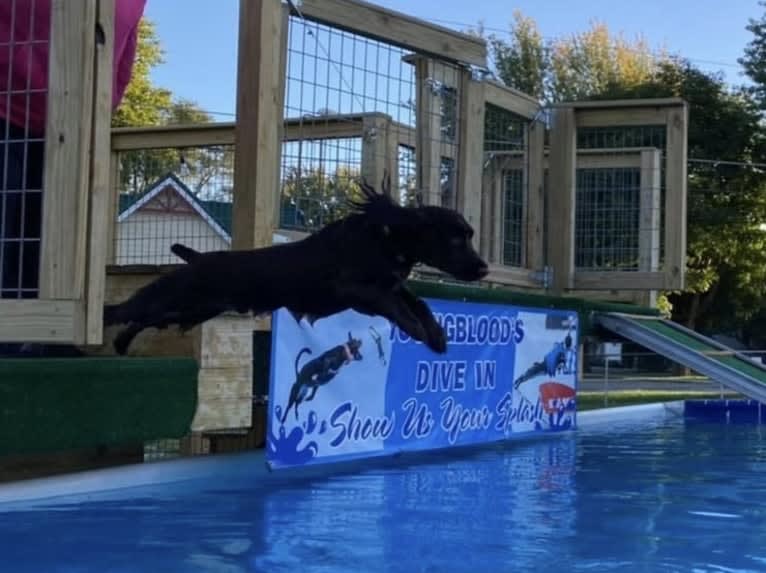 Fig, a Field Spaniel tested with EmbarkVet.com