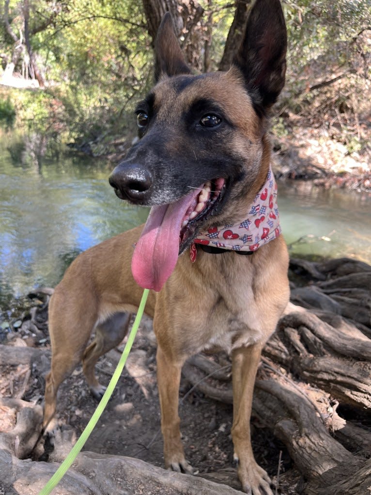 Zoey, a Belgian Shepherd tested with EmbarkVet.com