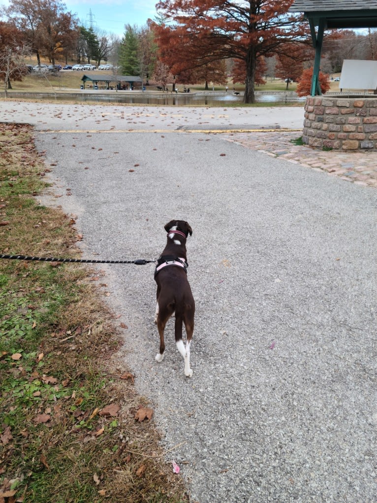 Hershey, a Chihuahua and Boxer mix tested with EmbarkVet.com