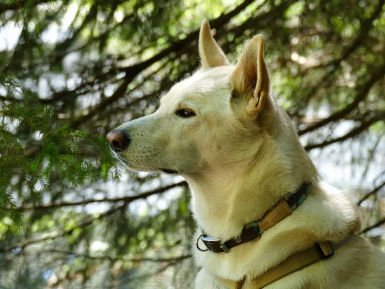 Widu, a Canaan Dog tested with EmbarkVet.com