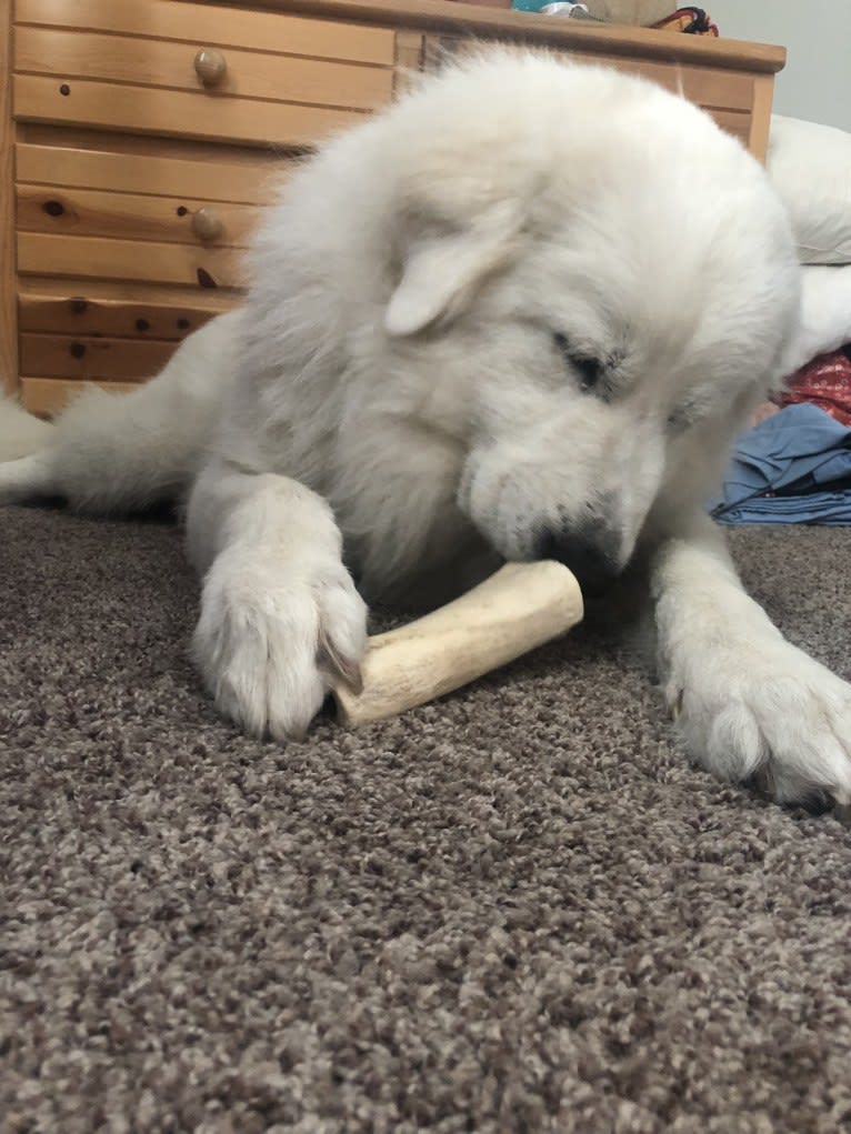 Looney “Chik’in Mini Bandit” Bear, a Great Pyrenees tested with EmbarkVet.com