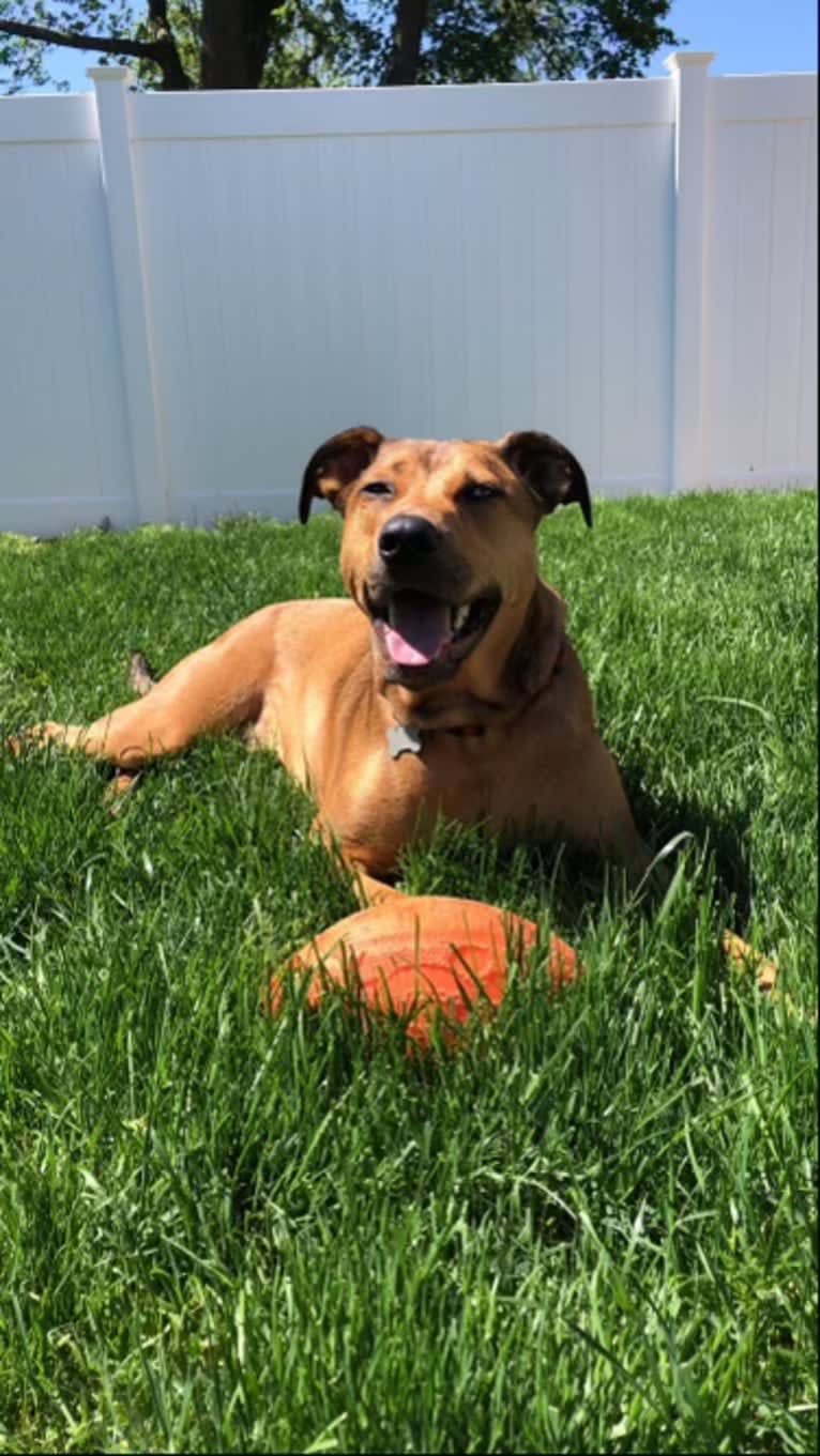 Walker, an American Pit Bull Terrier and Rottweiler mix tested with EmbarkVet.com