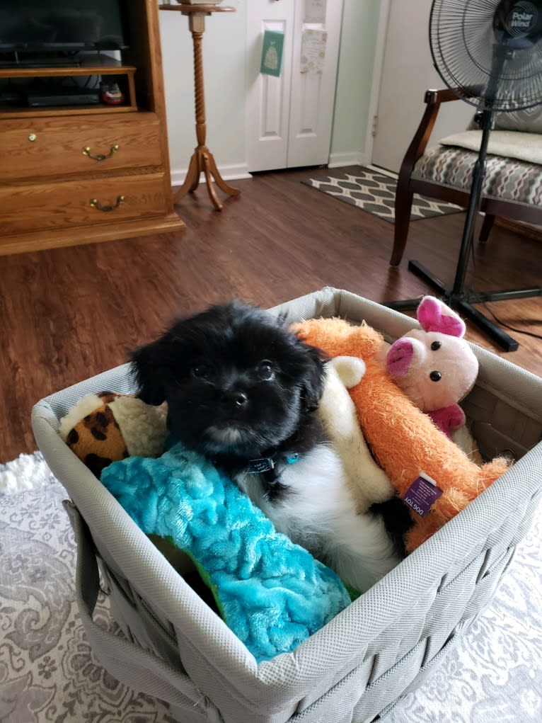 Willow, a Poodle (Small) and Shih Tzu mix tested with EmbarkVet.com