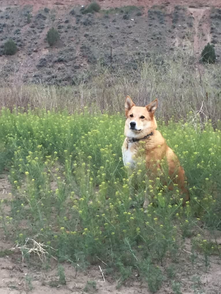 Fritz, a Chow Chow and Australian Cattle Dog mix tested with EmbarkVet.com