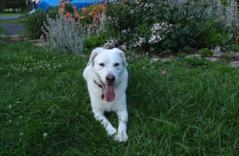 Lucky, a Beagle and German Shepherd Dog mix tested with EmbarkVet.com