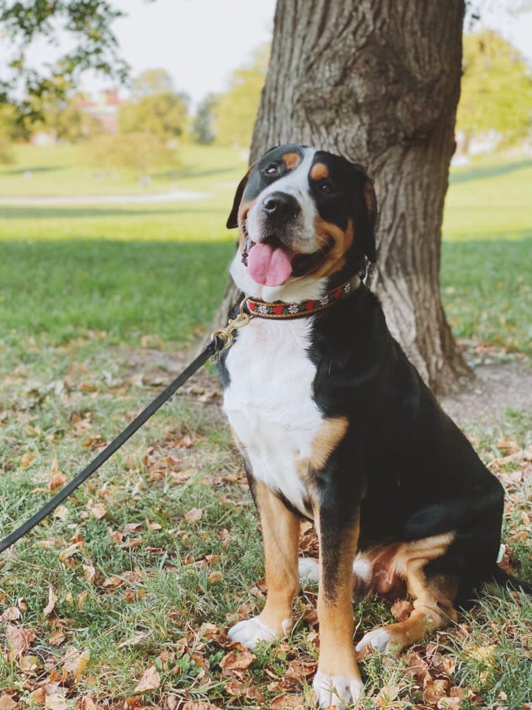 Beans, a Greater Swiss Mountain Dog tested with EmbarkVet.com