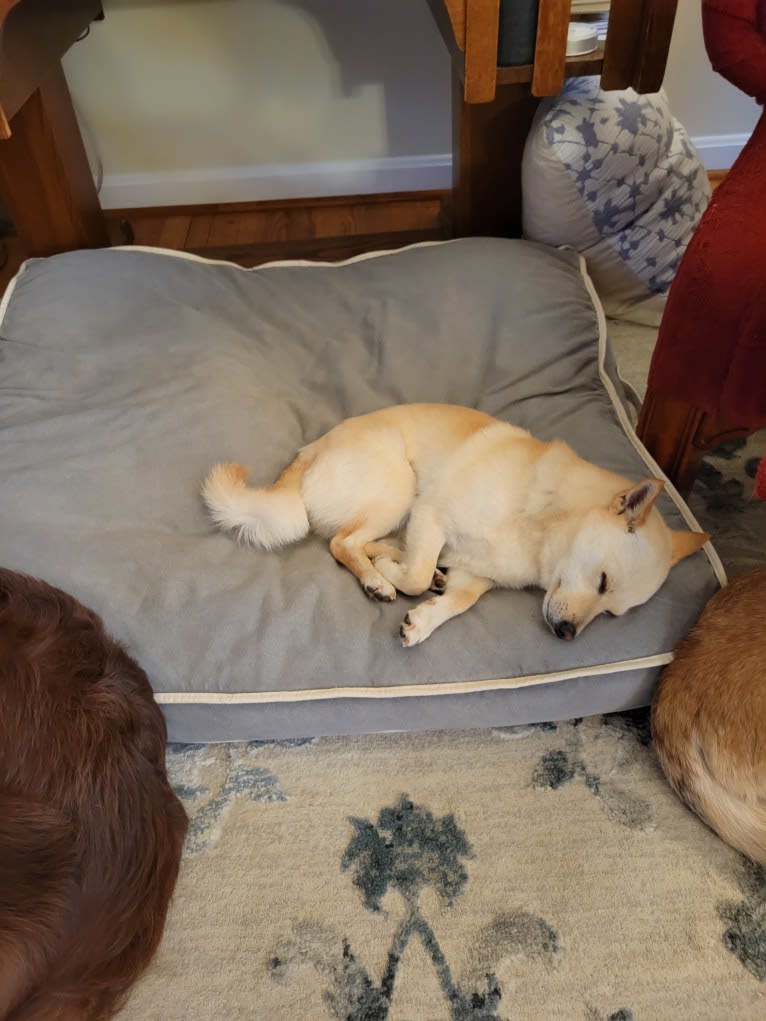 Pikachu, a Pomeranian and American Eskimo Dog mix tested with EmbarkVet.com