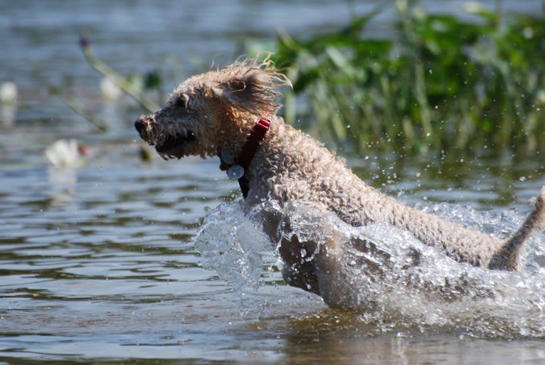 Fig, a Soft Coated Wheaten Terrier and Miniature Schnauzer mix tested with EmbarkVet.com