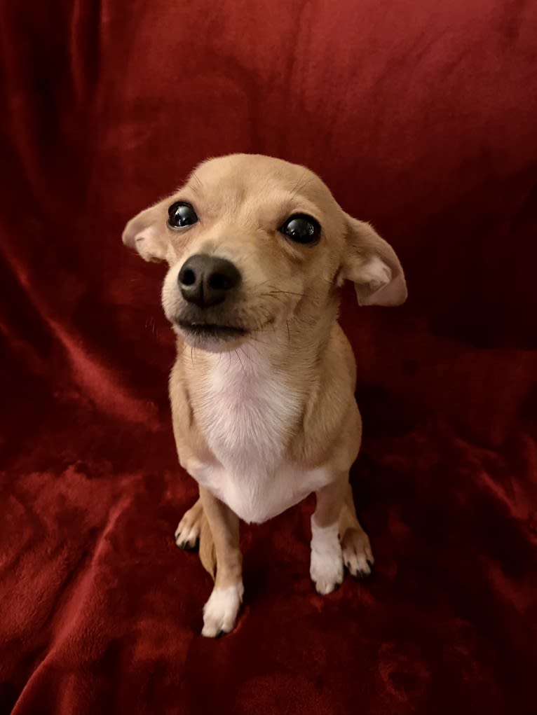 Oliver, a Chihuahua and Poodle (Small) mix tested with EmbarkVet.com