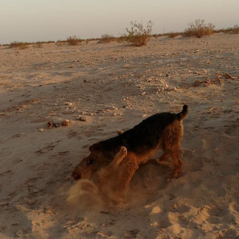 Kratos, an Airedale Terrier tested with EmbarkVet.com