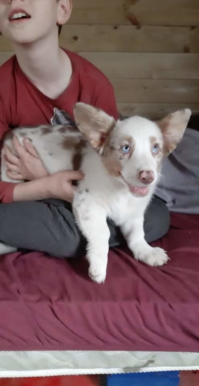Lapa, a Cardigan Welsh Corgi tested with EmbarkVet.com