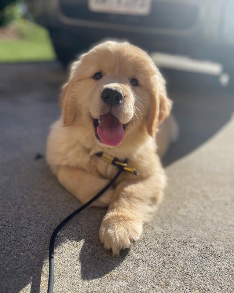 Selene, a Golden Retriever tested with EmbarkVet.com